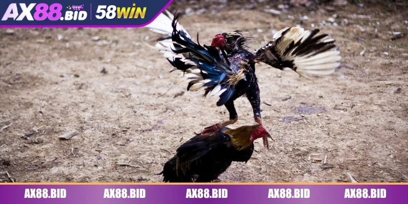 Đơn vị phát hành đá gà đảm bảo an toàn và hợp pháp