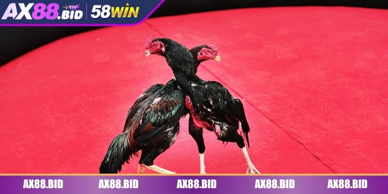 Đá gà truyền thống theo tài năng của từng chiến kê